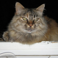 Photo #182876 de Woolite