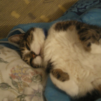 Photo #182931 de Gribouille