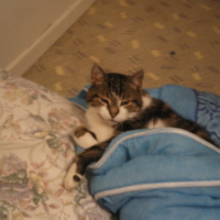 Photo #182939 de Gribouille