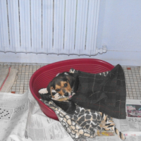 Photo #183044 de Dartagnan