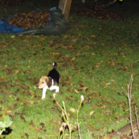 Photo #183052 de Dartagnan