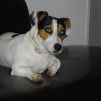 Photo #183053 de Chico