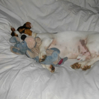 Photo #183057 de Chico