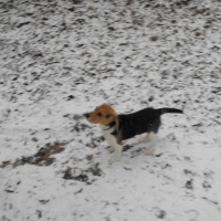 Photo #183058 de Dartagnan