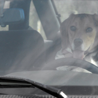 Photo #183063 de Dartagnan