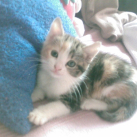 Photo #183071 de Cooki