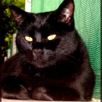 Photo #183072 de Salem