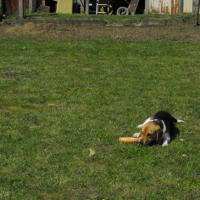 Photo #183074 de Dartagnan
