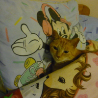 Photo #183136 de Simba