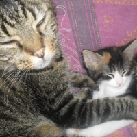 Photo #183170 de Nico