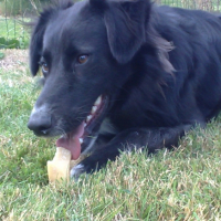 Photo #183183 de Duke