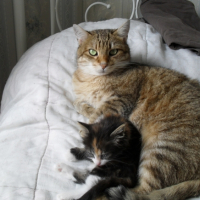 Photo #183190 de Miel