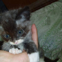 Photo #183224 de Banzaii