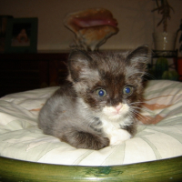 Photo #183227 de Banzaii