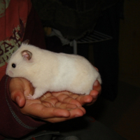 Photo #183236 de Neige