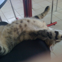 Photo #183276 de Chipie