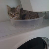Photo #183279 de Chipie