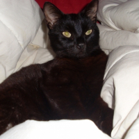 Photo #183306 de Rocky