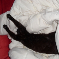 Photo #183307 de Rocky