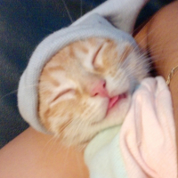 Photo #183310 de Crapul