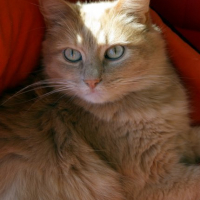 Photo #183329 de Woody