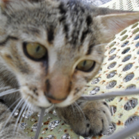 Photo #183338 de Minou