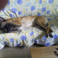 Photo #183346 de Baltoo