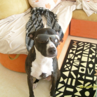 Photo #183411 de Rocco