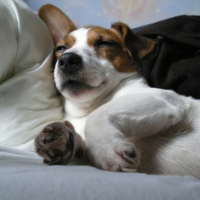 Photo #183428 de Teddy
