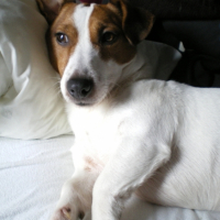 Photo #183430 de Teddy