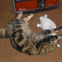 Photo #183436 de Clochette