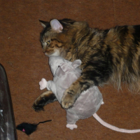 Photo #183441 de Clochette