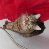 Photo #183444 de Clochette