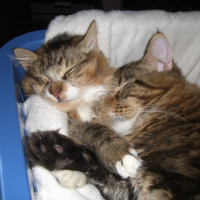 Photo #183455 de La touffe