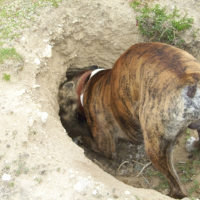 Photo #183531 de Uroy