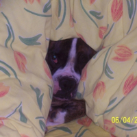 Photo #183537 de Uroy