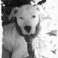 Photo #183567 de Baya