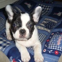 maurice a 2mois