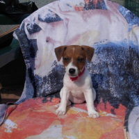 Photo #183606 de Etoile