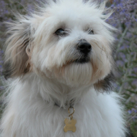Photo #183637 de Oscar