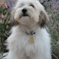Photo #183641 de Oscar
