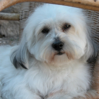 Photo #183645 de Oscar