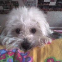 Photo #183647 de Oscar