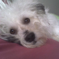 Photo #183648 de Oscar