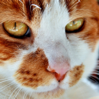 Photo #183663 de Lungta