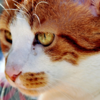 Photo #183664 de Lungta