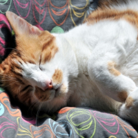 Photo #183668 de Lungta
