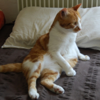 Photo #183671 de Lungta