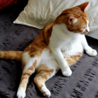 Photo #183678 de Lungta