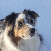Photo #183689 de Calypso blue ice